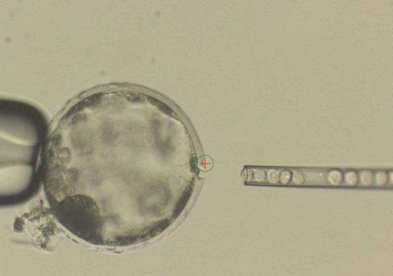 胚胎的嵌合体为何为成为奇拉美现象?