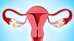 女性取卵后的卵巢如何正确保养?